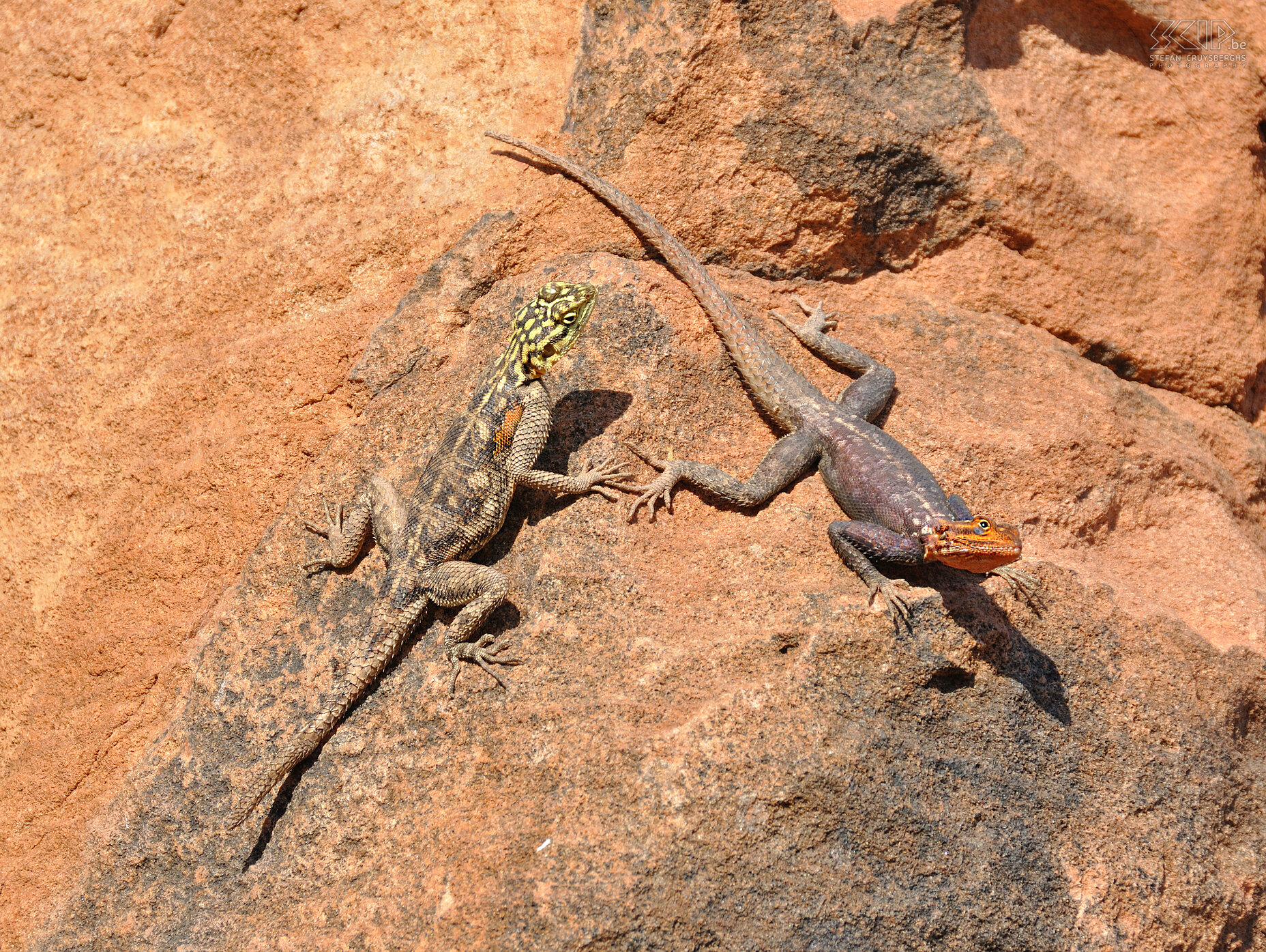 Twyfelfontein - Rots agama hagedis  Stefan Cruysberghs